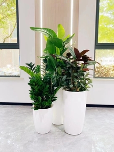 专业花木出租，奉化这家公司超靠谱